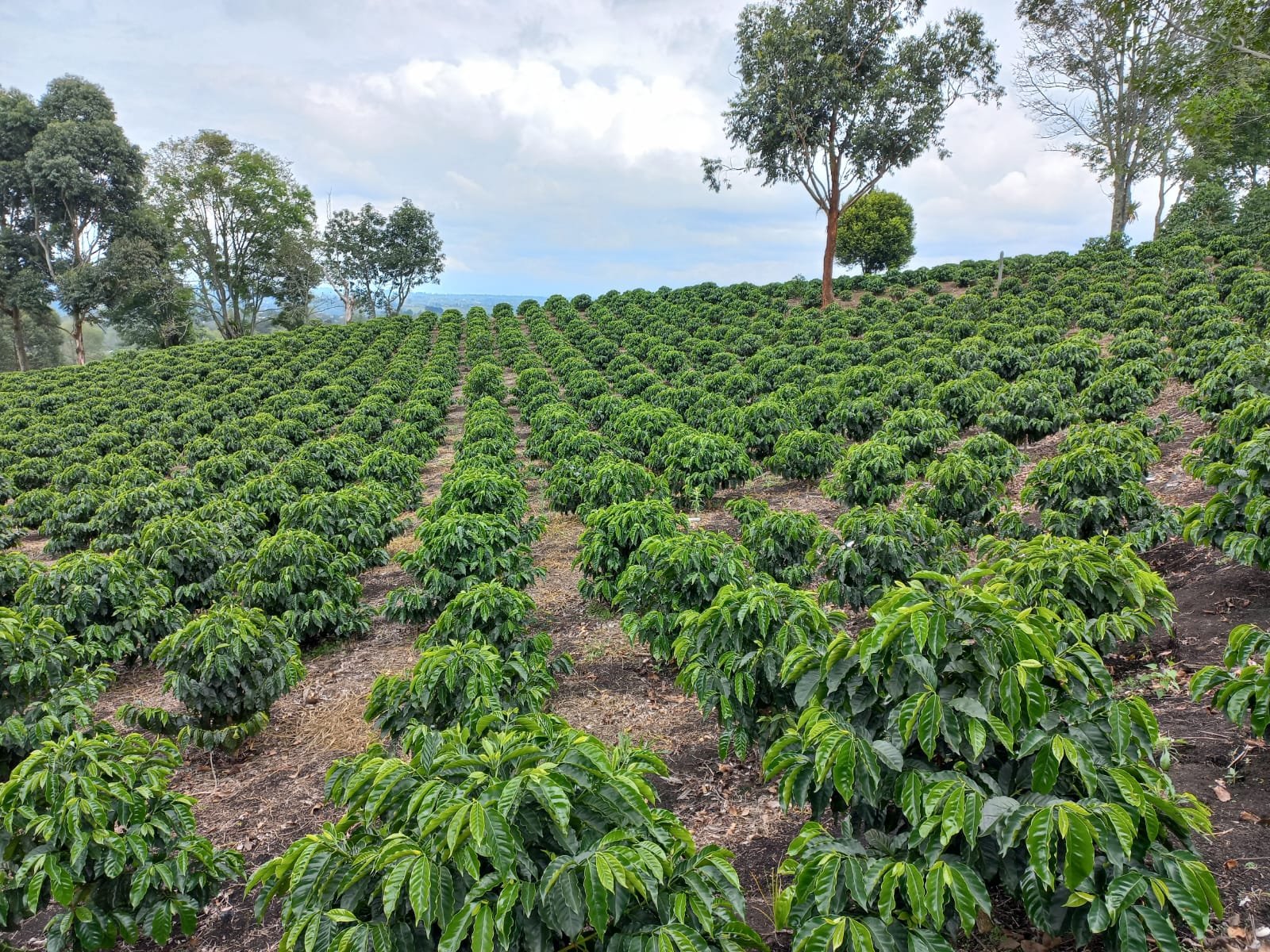 Imagen de la finca