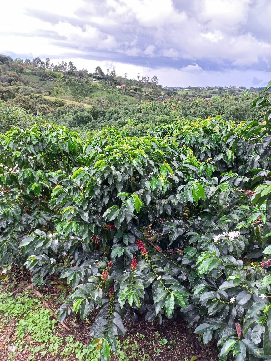 Imagen del cultivo